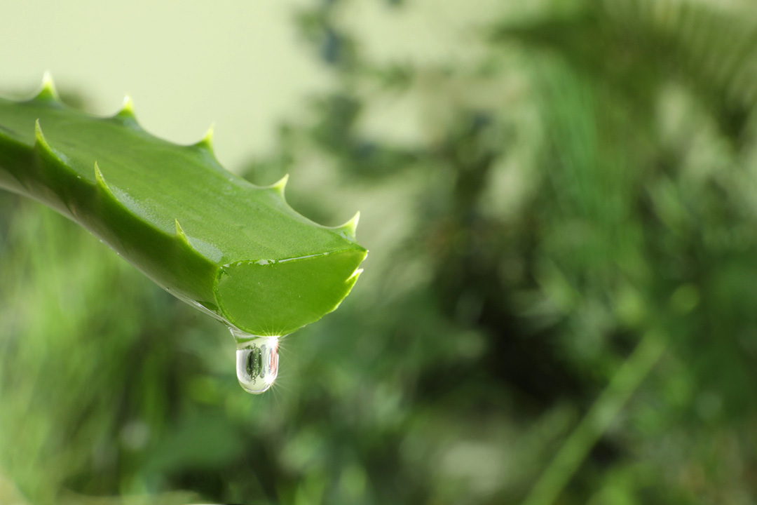 Aloe Vera